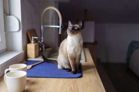 Siamese cat sitting on kitchen counter and looking up in natural light. Quiet domestic moments, pet behavior, and everyday interior atmosphere. Pet conceptの写真素材