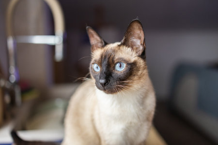 Close-up portrait of siamese cat with blue eyes looking attentively to the side. Pet curiosity, elegance, and animal observation in a domestic setting.の写真素材