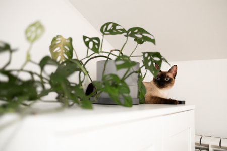 Siamese cat resting near green plant on white cabinet. Peaceful domestic atmosphere and the harmony of pet presence in a home interior.の写真素材