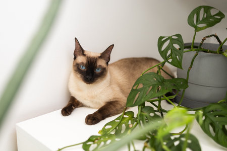 Siamese cat resting beside green plant in modern home interior. Peaceful coexistence of pets and nature in cozy domestic spaces. Pet conceptの写真素材