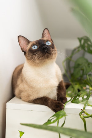 Siamese cat resting near green plant on white cabinet. Peaceful domestic atmosphere and the harmony...
