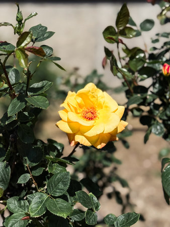 Single yellow rose in full bloom. Bright flower surrounded by dark green leaves and sunlit garden background.の写真素材