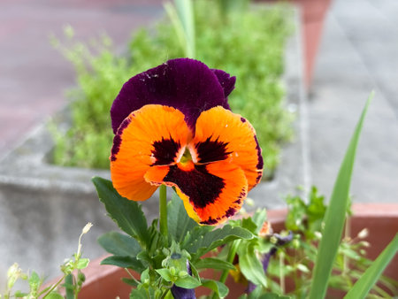 Single pansy with orange and purple petals. Close-up of vibrant flower in concrete planter near walkway.の写真素材