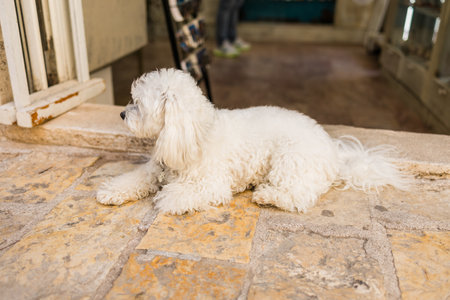 Fluffy white dog resting near shop entrance on warm stone floor. Calm pet moment, cozy urban atmosphere, and friendly local charm.の写真素材