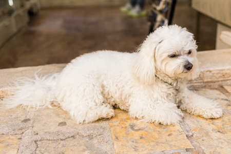 Fluffy white dog resting near shop entrance on warm stone floor. Calm pet moment, cozy urban atmosphere, and friendly local charm.の写真素材