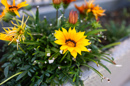Yellow Gazania or Treasure flower in full bloom, Gazania rigens splendens. Copy space