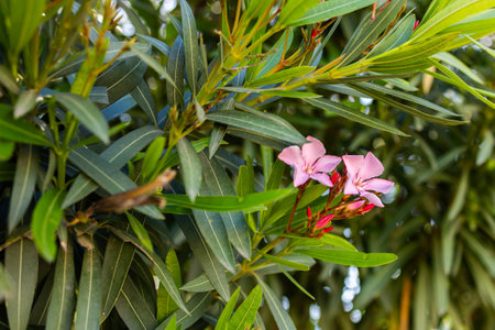 Pink oleander or Nerium oleander in bloom. Pink summer oleander background