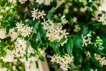 Chinese star jasmine flowers, Trachelospermum jasminoides in bloom.