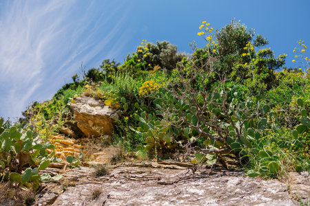 Coastal rocky cliff with cactus and green shrubs under bright blue sky. Natural landscape with dry...