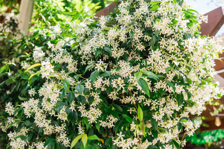 Chinese star jasmine flowers, Trachelospermum jasminoides in bloom.の写真素材