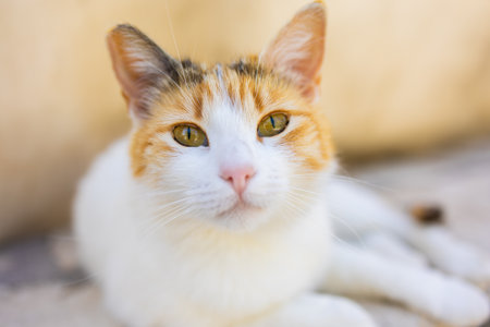 Close-up of calico cat resting on stone surface in soft natural light. Domestic pet, calm expression, and peaceful outdoor moment.の写真素材