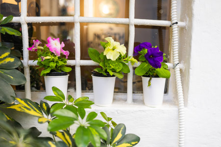 Colorful petunias in plastic pots on window ledge. Urban gardening, casual floral decor, and summer color pop.の写真素材