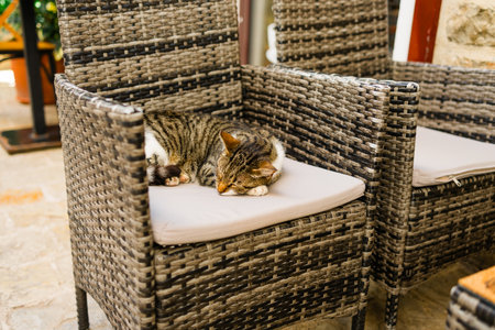 Tabby cat sleeping on outdoor rattan chair. Relaxation, comfort, and cozy cafe terrace scene.の写真素材