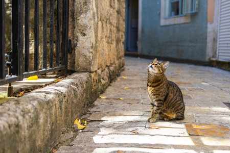 Tabby cat watching through iron gate on cobblestone alley. Copy spaceの写真素材