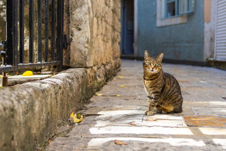 Tabby cat sitting on cobblestone alley. Copy spaceの写真素材
