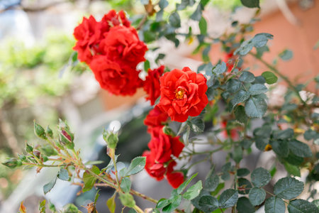 Wild rose bush with dark red flower in spring time. Rose hip flower in nature. Red rosehip flower. Selective focus. Copy spaceの写真素材