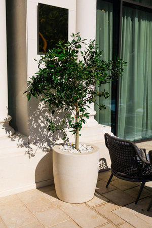 Small decorative tree in ceramic pot placed on sunlit terrace. Urban landscaping, modern exterior decor, and outdoor relaxation ambiance.の写真素材