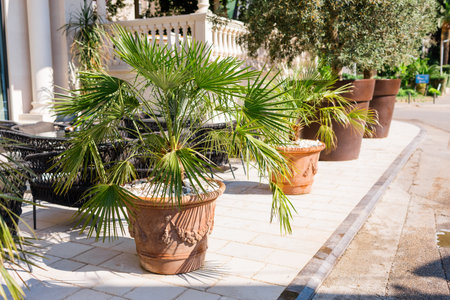 Decorative palm trees in terracotta pots along hotel terrace walkway. Mediterranean landscaping, tropical greenery, and elegant outdoor ambiance concept.の写真素材