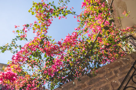 Blooming bougainvillea spills over a stone balcony under a clear sky. Summer travel, Mediterranean flora, and architectural serenity in historic towns.の写真素材