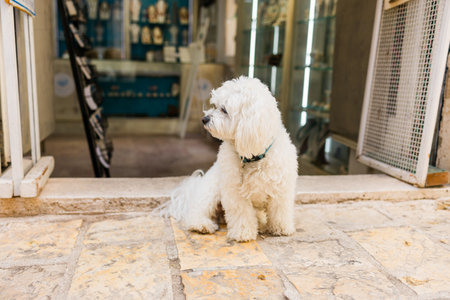 Small white dog resting on warm stone pavement outside shop entrance. Peaceful pet moment, relaxed...