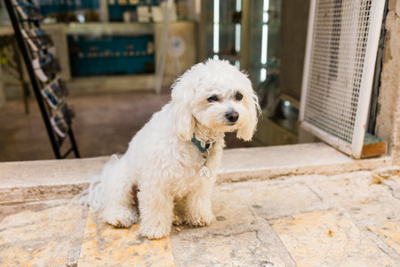 Small white dog resting on warm stone pavement outside shop entrance. Peaceful pet moment, relaxed...