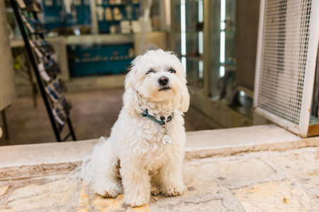 Fluffy white dog resting near shop entrance on warm stone floor. Calm pet moment, cozy urban...