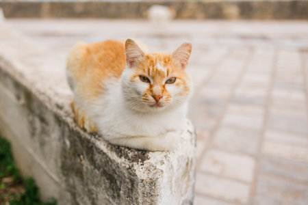 Close-up of calico cat resting on stone surface in soft natural light. Domestic pet, calm expression, and peaceful outdoor moment.の写真素材