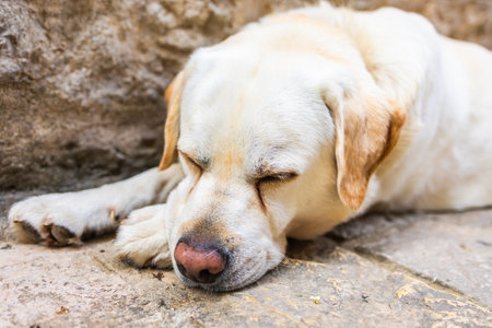 Golden Labrador lying on sunlit stone pavement near outdoor cafe. Relaxed pet, warm weather and peaceful street moment.の写真素材