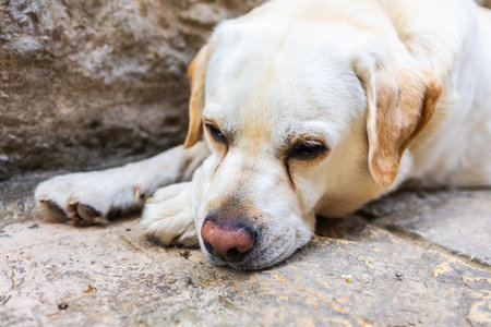 Sad golden Labrador lying on sunlit stone pavement near outdoor cafe. Relaxed pet, warm weather and peaceful street moment.の写真素材