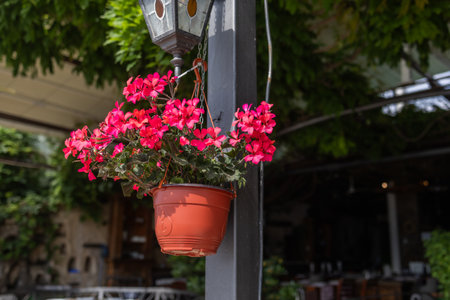 Vibrant red geraniums in a hanging pot. Outdoor home decor, floral beauty, and summer terrace atmosphere in a Mediterranean setting.の写真素材