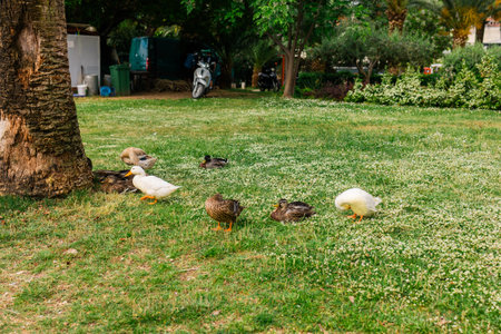 Ducks foraging and resting in a green park. Wildlife interaction, peaceful outdoor life, and natural behavior in an urban green space.の写真素材