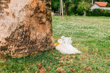 Group of ducks resting in a shaded grassy park. Outdoor relaxation, natural wildlife behavior, and peaceful coexistence in a rural environment.の写真素材