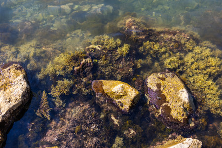 Underwater coastal algae and rocks in clear seawater. Marine textures, aquatic flora, and natural...