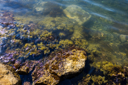 Clear coastal water with submerged algae and colorful rocks. Marine textures, biodiversity, and...