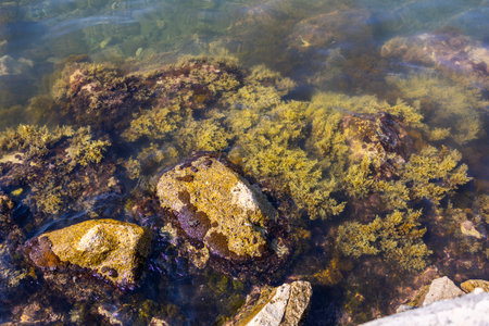 Underwater coastal algae and rocks in clear seawater. Marine textures, aquatic flora, and natural...
