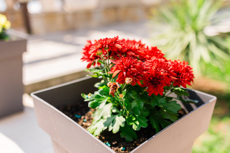 Red chrysanthemum in modern flower pot. Floral decoration, outdoor gardening, and vibrant seasonal color for patio landscaping.の写真素材
