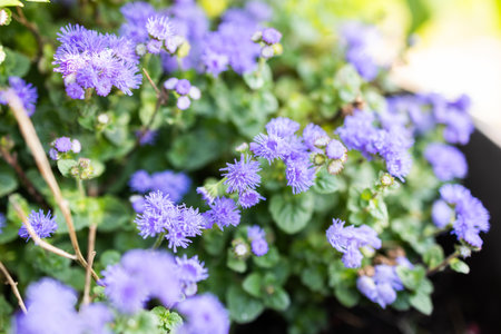 Purple floss flowers blooming in sunlight. Garden flora, seasonal color, and vibrant landscaping with summer blossoms.の写真素材