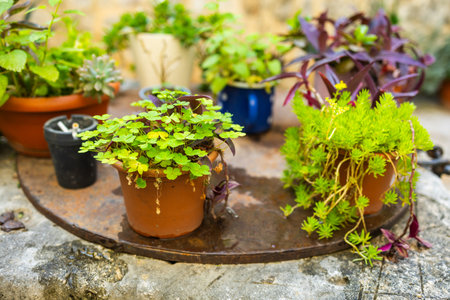 Close-up of assorted potted plants on a stone surface. Mediterranean courtyard greenery, casual...