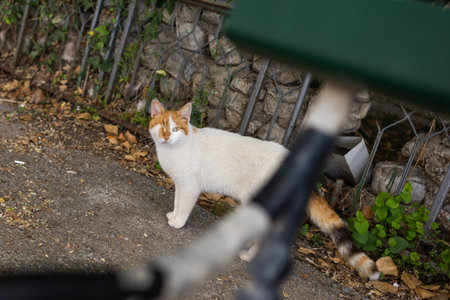 One-eyed stray cat looking at the camera. Gritty urban life, vulnerability and quiet strength in the everyday life of street animals.の写真素材