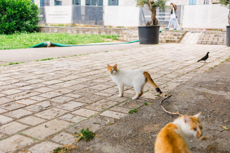 One-eyed cat standing on stone pavement. Urban animal life, resilience and survival of stray pets in...