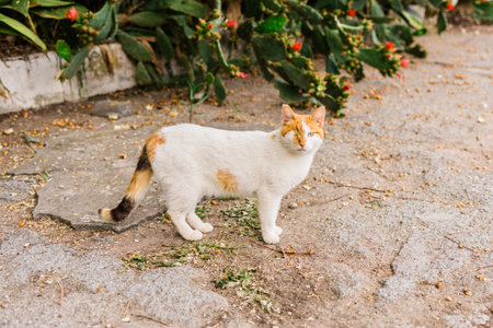 Close-up street cat walking toward camera. Feline resilience, survival spirit and raw beauty of imperfection in natural surroundings.の写真素材