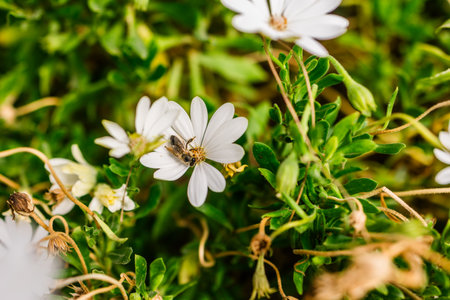 Bee on a white daisy in spring. Natural harmony, pollination process and ecological balance in...