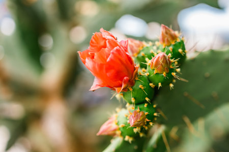Close-up of a cactus with red flower in bloom. Botanical detail of succulent plant with vibrant blossom and sharp spines. Copy spaceの写真素材