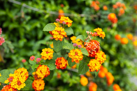 Bright lantana flowers blooming in vivid orange and yellow hues. Summer flora, garden color and...