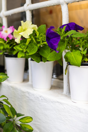 Colorful petunias in plastic pots on window ledge. Urban gardening, casual floral decor, and summer color pop.の写真素材