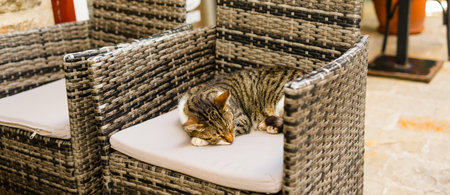 Tabby cat sleeping on outdoor rattan chair, banner with copy space. Relaxation, comfort, and cozy cafe terrace scene.の写真素材