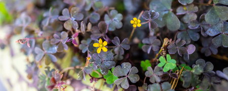 Close-up of tiny yellow wildflowers blooming among dark clover leaves, banner with copy space....