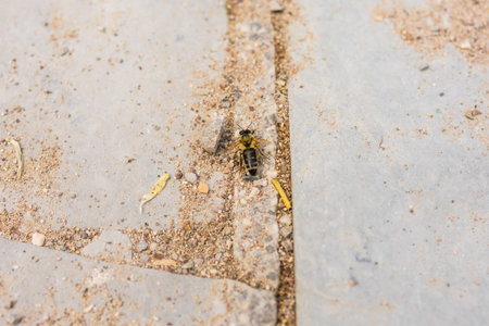 Close-up of a bee resting on textured stone surface. Environmental fragility, insect life, and ecological awareness.の写真素材