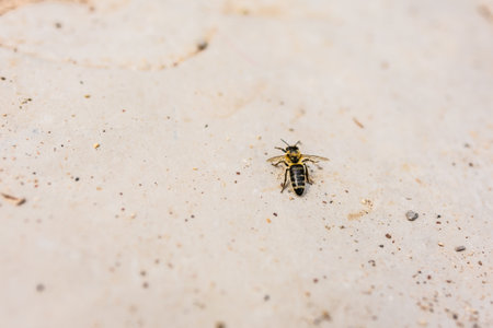 Close-up of a bee resting on textured stone surface. Environmental fragility, insect life, and...