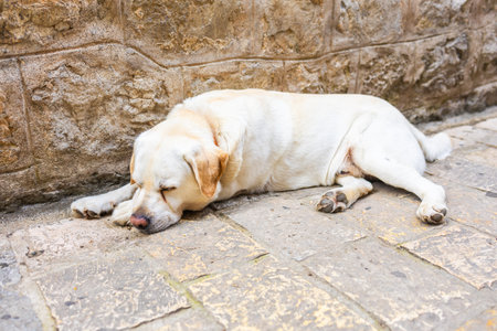 Golden Labrador lying on sunlit stone pavement near outdoor cafe. Relaxed pet, warm weather and peaceful street moment.の写真素材
